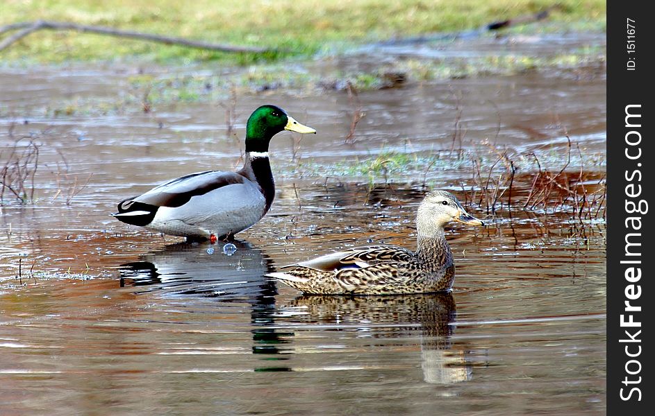 Male And Female Mallard Ducks - Spring Time