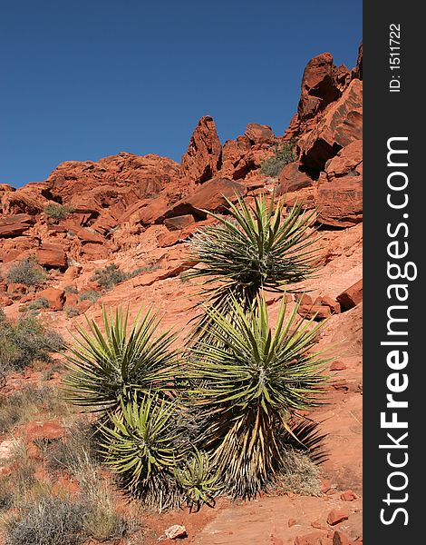 Yucca plant and red rocks