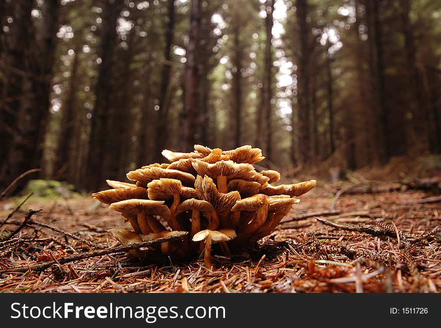 Wild forest mushrooms growing on forest floor. Wild forest mushrooms growing on forest floor