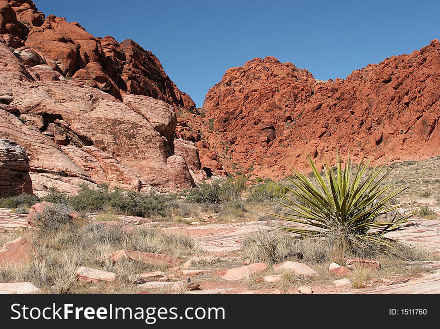 Yucca plant and red rocks