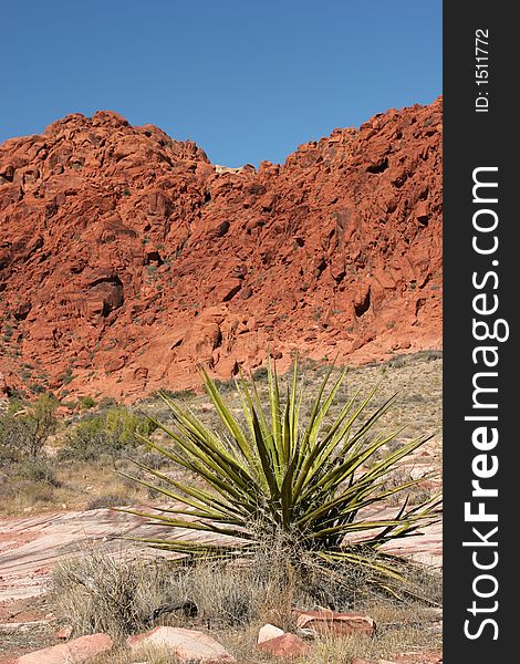 Yucca plant and red rocks