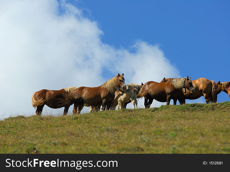 A group of horses in high mountain (up to 2000m.). A group of horses in high mountain (up to 2000m.)