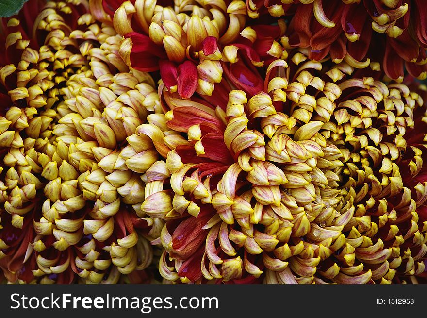 Colorful chrysanthemum background - closeup botanical garden california