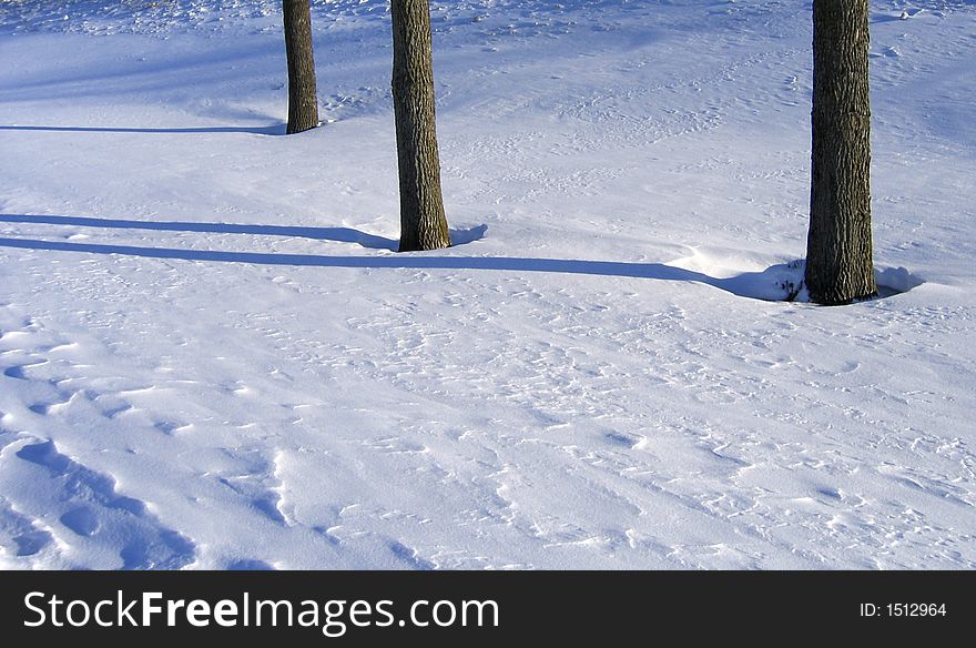 Winter trees and shadows in Ottawa, Canada