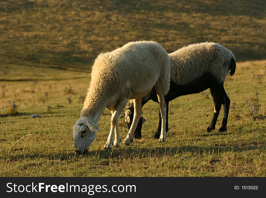 Sheep at pasture on a mountain of umbria, italy. Sheep at pasture on a mountain of umbria, italy