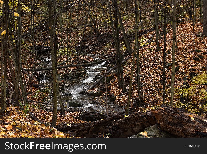 Stream surrounded by fallen trees and autumn leaves. Stream surrounded by fallen trees and autumn leaves