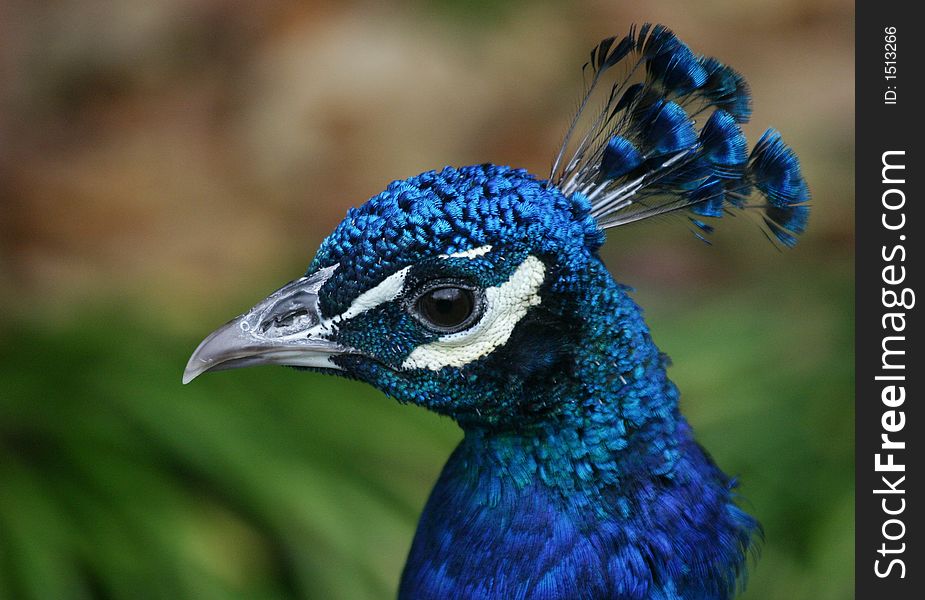 A photo of a peacock in a zoo