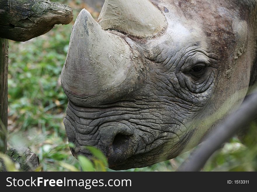 A photo of a rhino in a zoo
