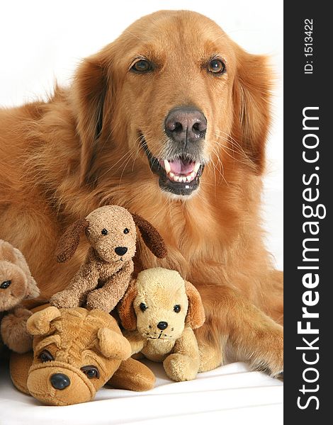 Golden retriever posing with doggy soft-toys.