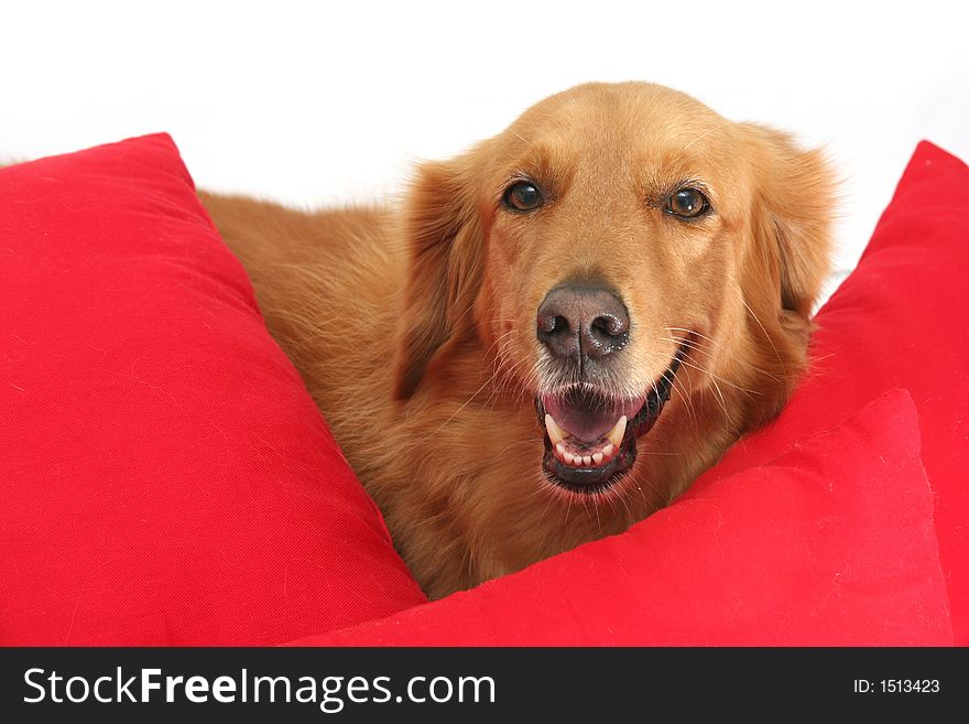 Golden retriever peeking out between two red cushions. Golden retriever peeking out between two red cushions