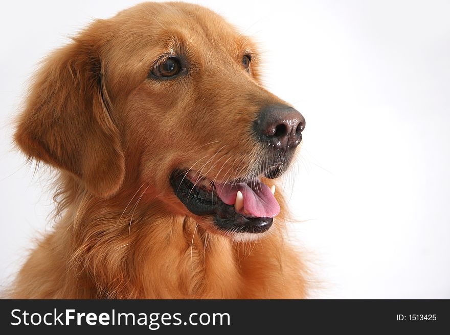 Portrait of a golden retriever shot in the studio. Portrait of a golden retriever shot in the studio