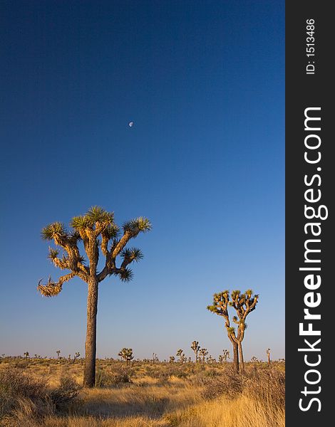 Joshua Tree National Park on a clear morning. The park lies in the Mojave Desert of Southern California. Joshua Tree National Park on a clear morning. The park lies in the Mojave Desert of Southern California.