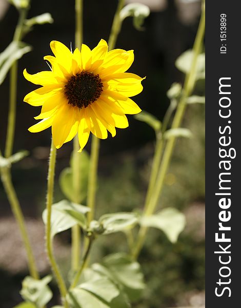 A sunflower in a garden