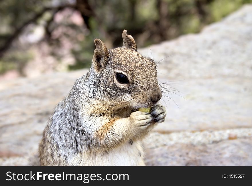 A squirrel eating some candy. A squirrel eating some candy