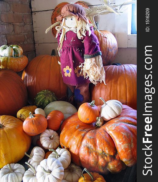 Cute corn doll named Autumn stands guard over the seasons harvest of beautiful colored squash. Cute corn doll named Autumn stands guard over the seasons harvest of beautiful colored squash.