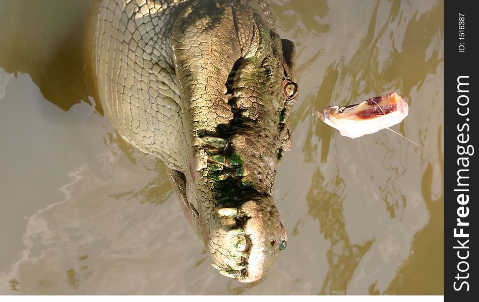 Crocodile waiting for his feeding. Crocodile waiting for his feeding