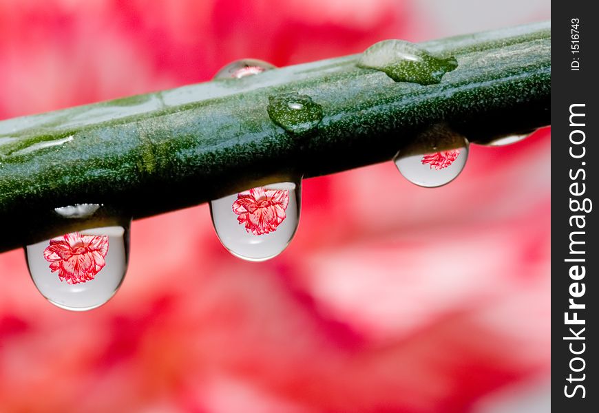 Photo of water drops reflecting flowers through the droplets. Photo of water drops reflecting flowers through the droplets.