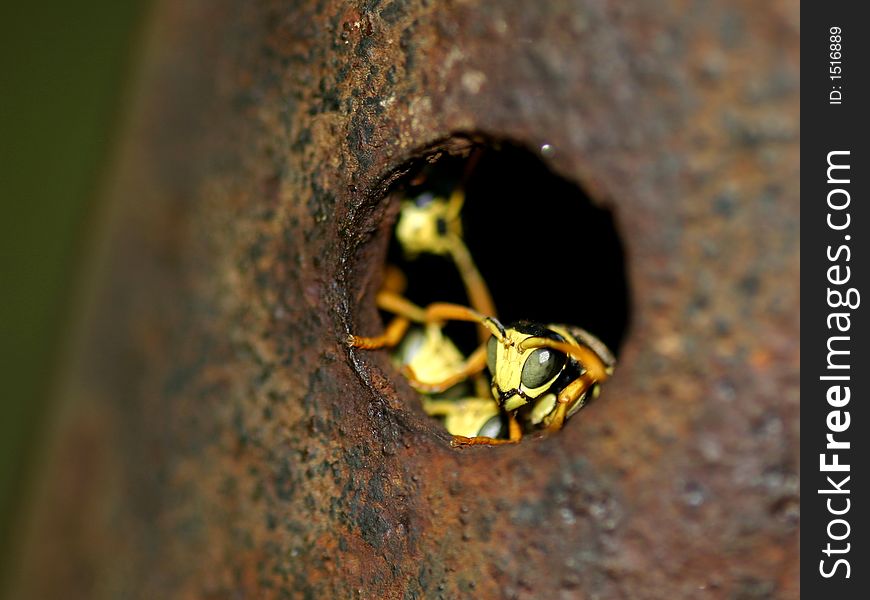 Wasps are on the lookout.