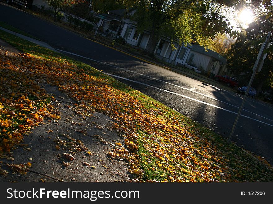 Sun light late afternoon yellow leaves fallen contrast La Grande fall Oregon. Sun light late afternoon yellow leaves fallen contrast La Grande fall Oregon