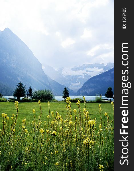 Yellow flowers in front of glacial mountain lake. Yellow flowers in front of glacial mountain lake