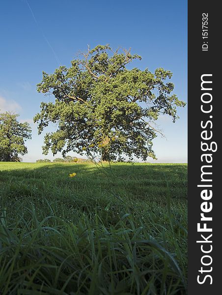 Meadow after sunrise  with dew, tree and fresh grass