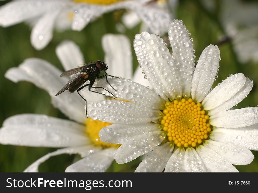 A fly is relaxing on a flower. A fly is relaxing on a flower.