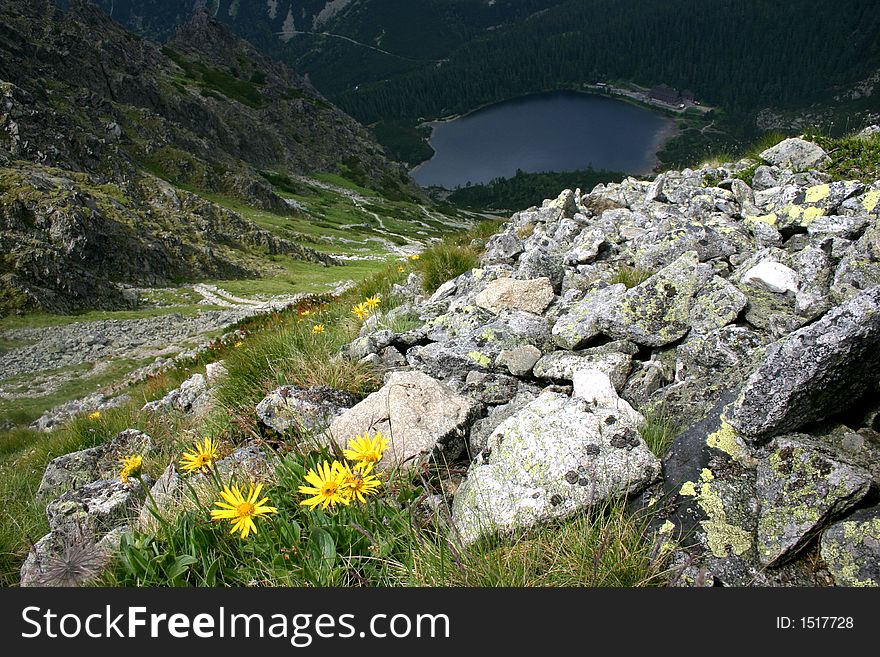 Landscape from the Tatra (Slovakia), with flowers, a tarn and rocks. Landscape from the Tatra (Slovakia), with flowers, a tarn and rocks.