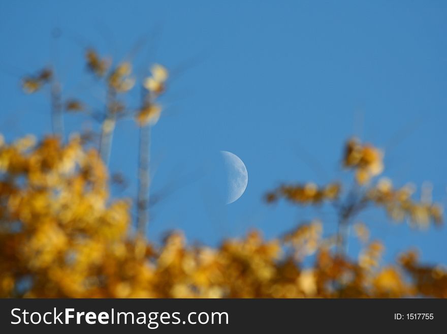 Moon framed by fall colored leaves in the trees