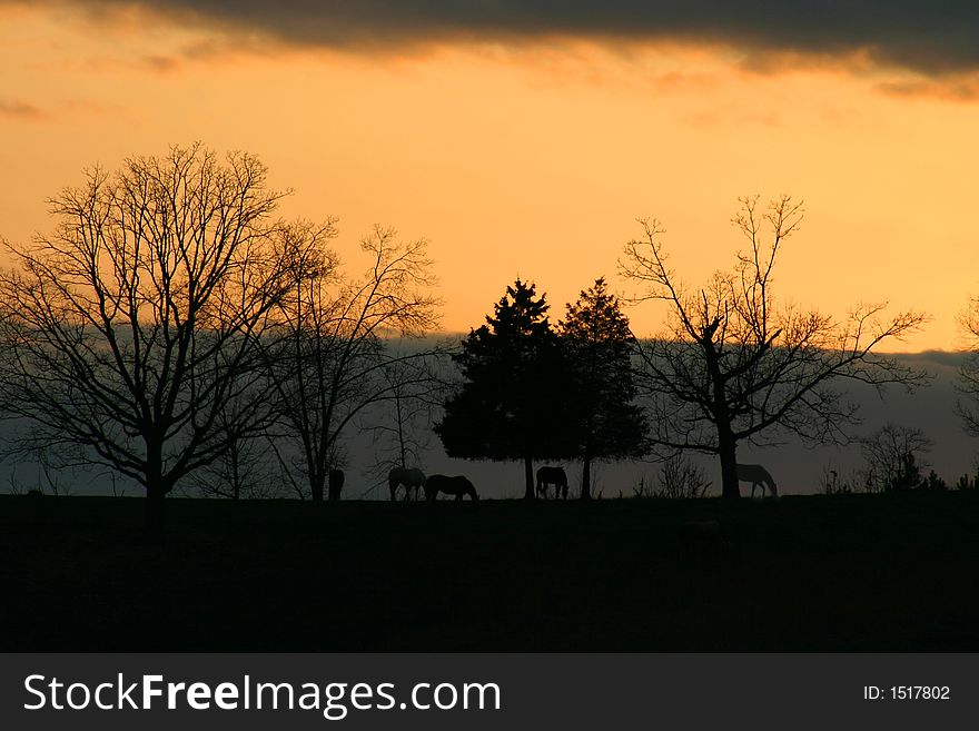 Horses against sunset on a ridge, silhouette