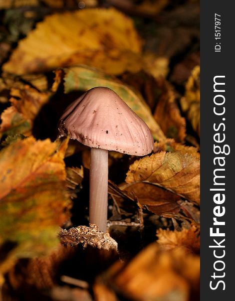 A pink mushroom in the dead fallen leaves.