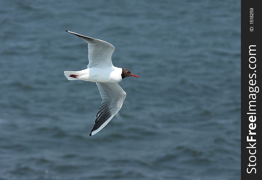 A flying seagull with the sea as a backdrop. A flying seagull with the sea as a backdrop