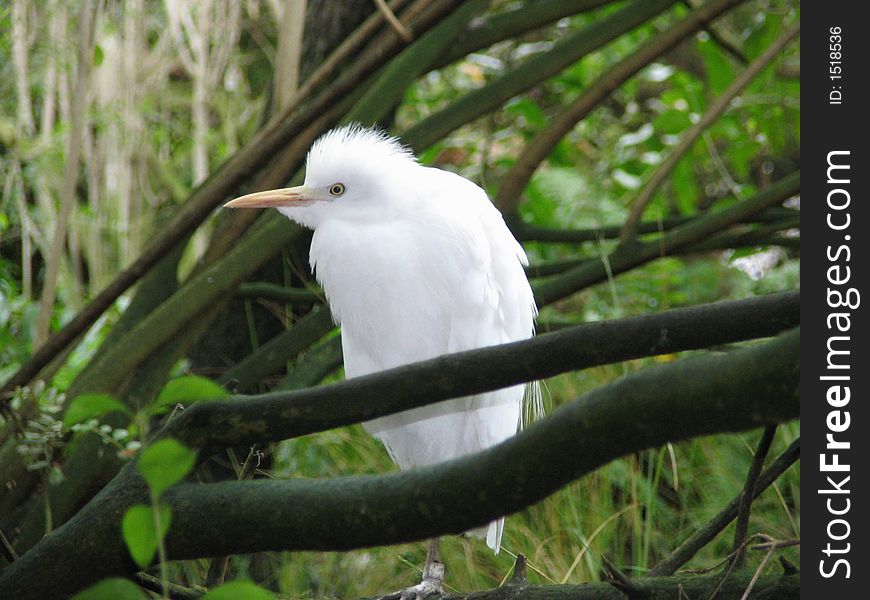 Great White Egret Close Up Shot. Great White Egret Close Up Shot