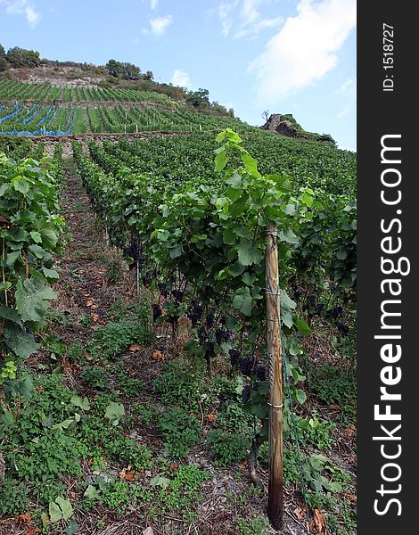 Vineyard on the Rhine river in Germany. Vineyard on the Rhine river in Germany