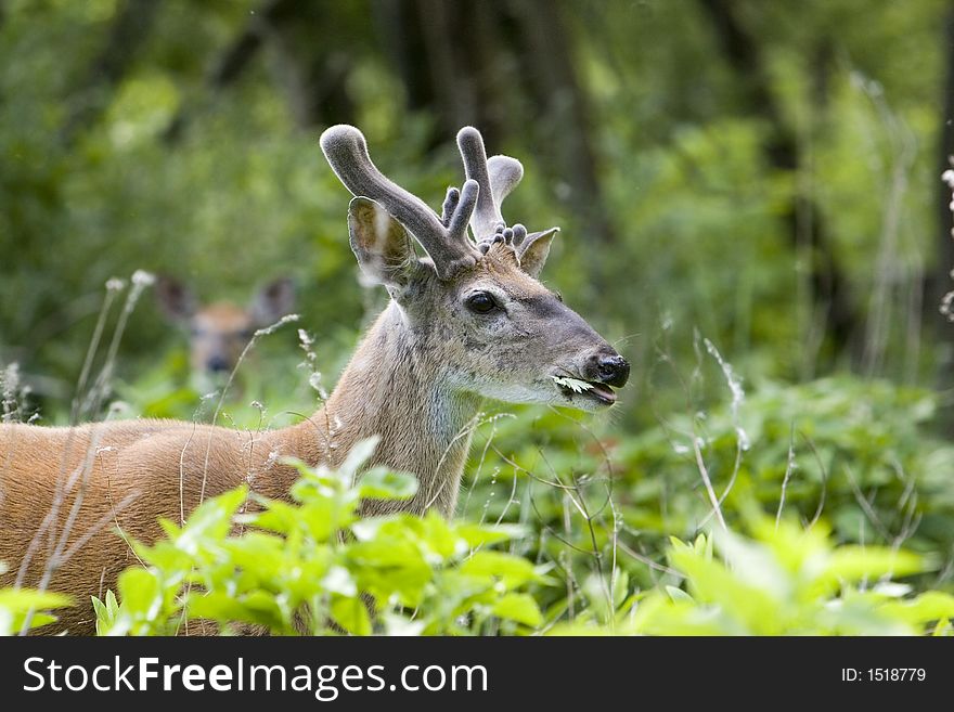 Whitetail deer Buck in Velvet