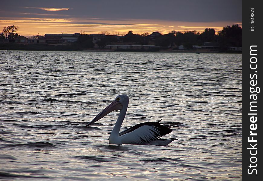 Large pelican on the ocean at sunset
