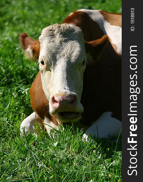 A very content cow lying in a field. A very content cow lying in a field.