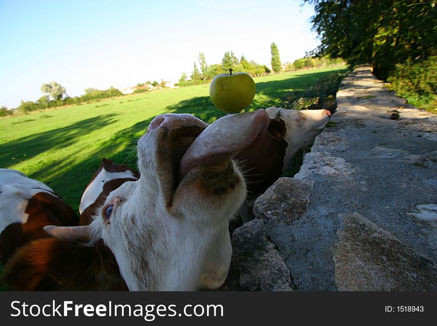 Cows going nuts for some apples being fed to them. Cows going nuts for some apples being fed to them.