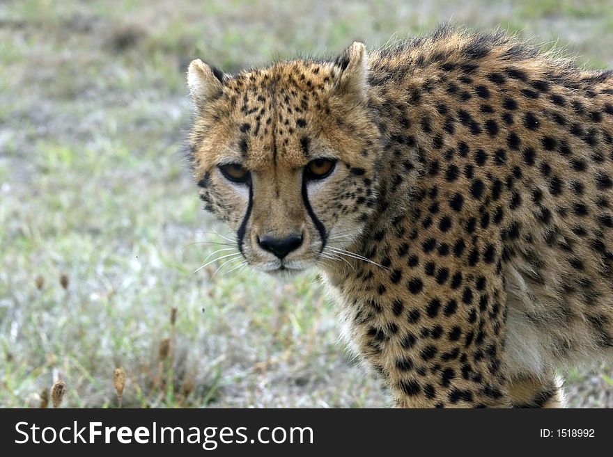 Cheetah staring at viewer. This cat is not happy.