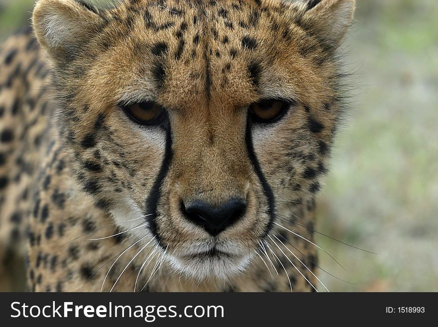 Cheetah staring at viewer.  This cat is not happy.