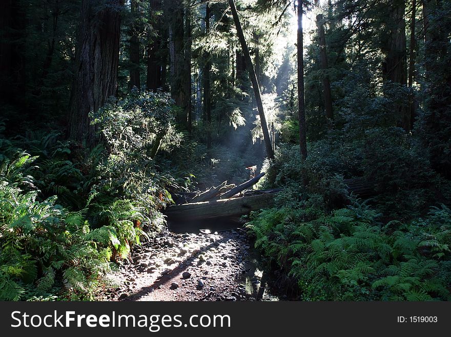 A beam of light shining through a redwood forest. A beam of light shining through a redwood forest.