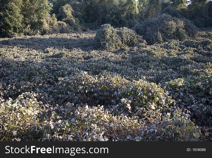 A field in early winter covered with kudzu. A field in early winter covered with kudzu.