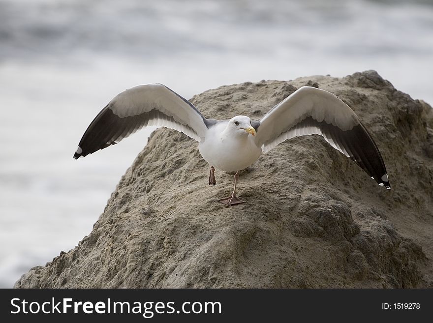 Bird on Rock 2