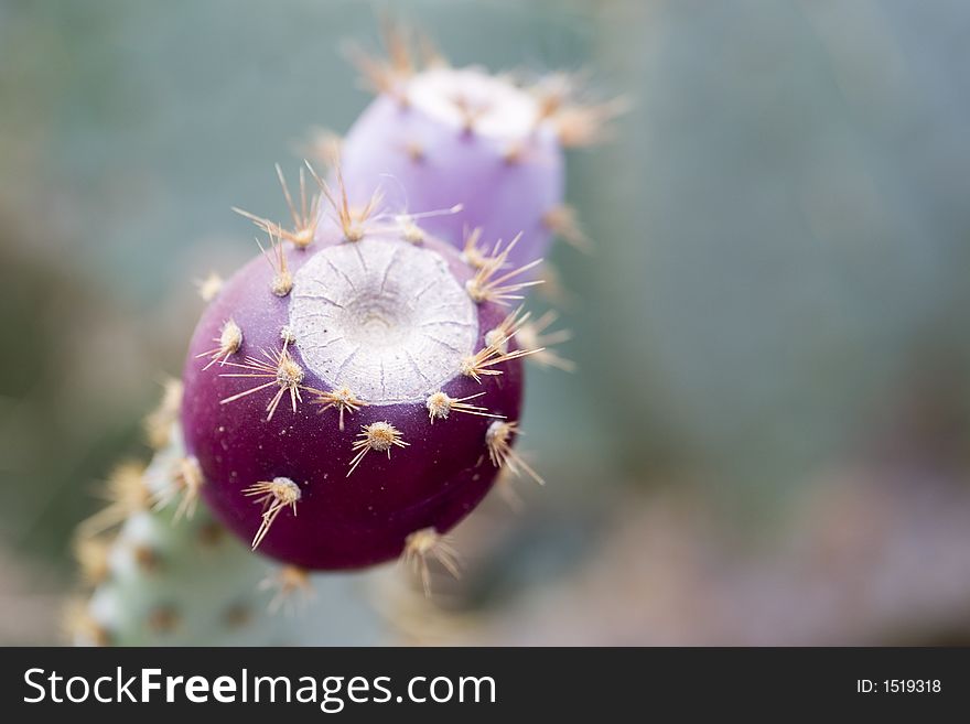Cactus with bud and needles. Cactus with bud and needles