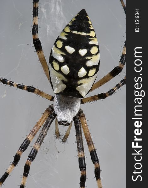 A closeup view of a black and yellow garden spider. A closeup view of a black and yellow garden spider.