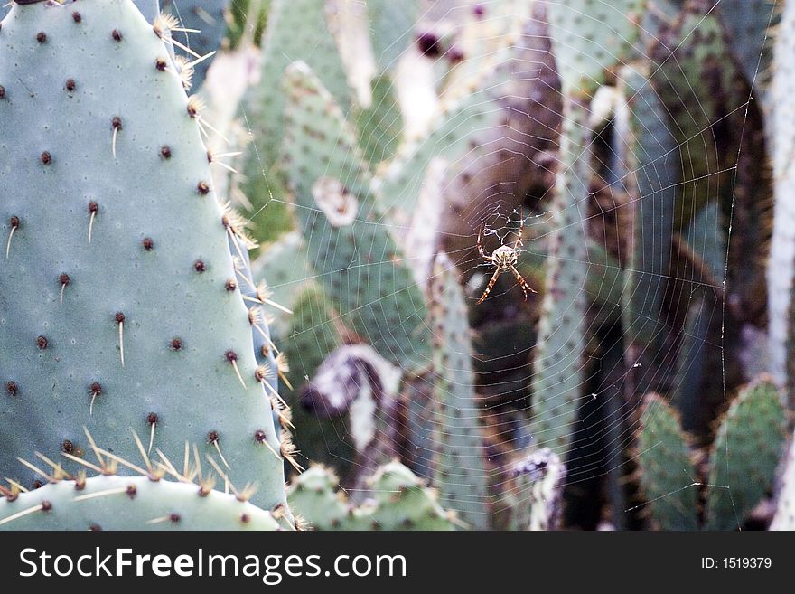 Spider In Cactus