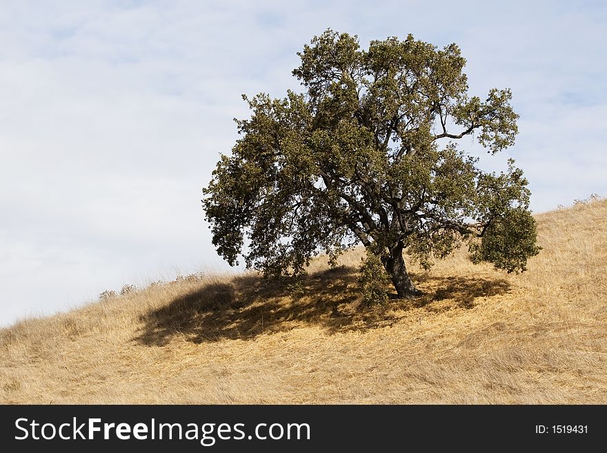 Tree on Hill