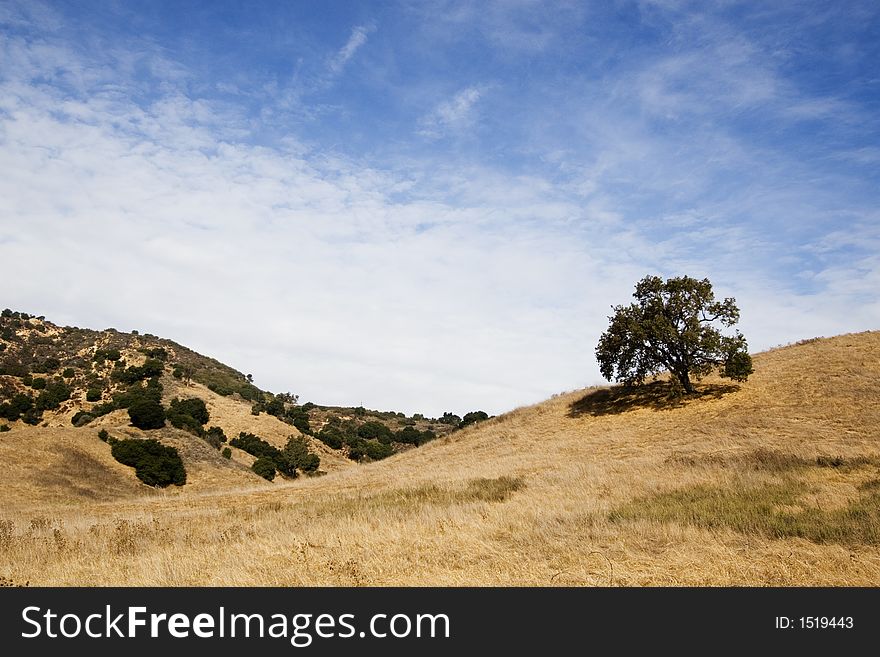 Lone Tree on a hill. Lone Tree on a hill