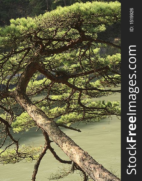 Image of a Japanese pine branch. The image can be used to advertise different outdoor sport tools like fishing(or hunting) tools for example....