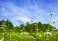 Blossoming Field Stock Photos Blossoming Field Stock Photos