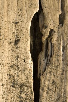 Worn Driftwood With Deep Crack Royalty Free Stock Photo
